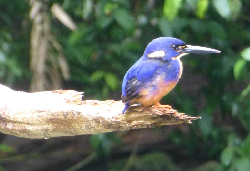 013 Atherton Tablelands Bird Reueben Photo 29th Apr 2013.JPG